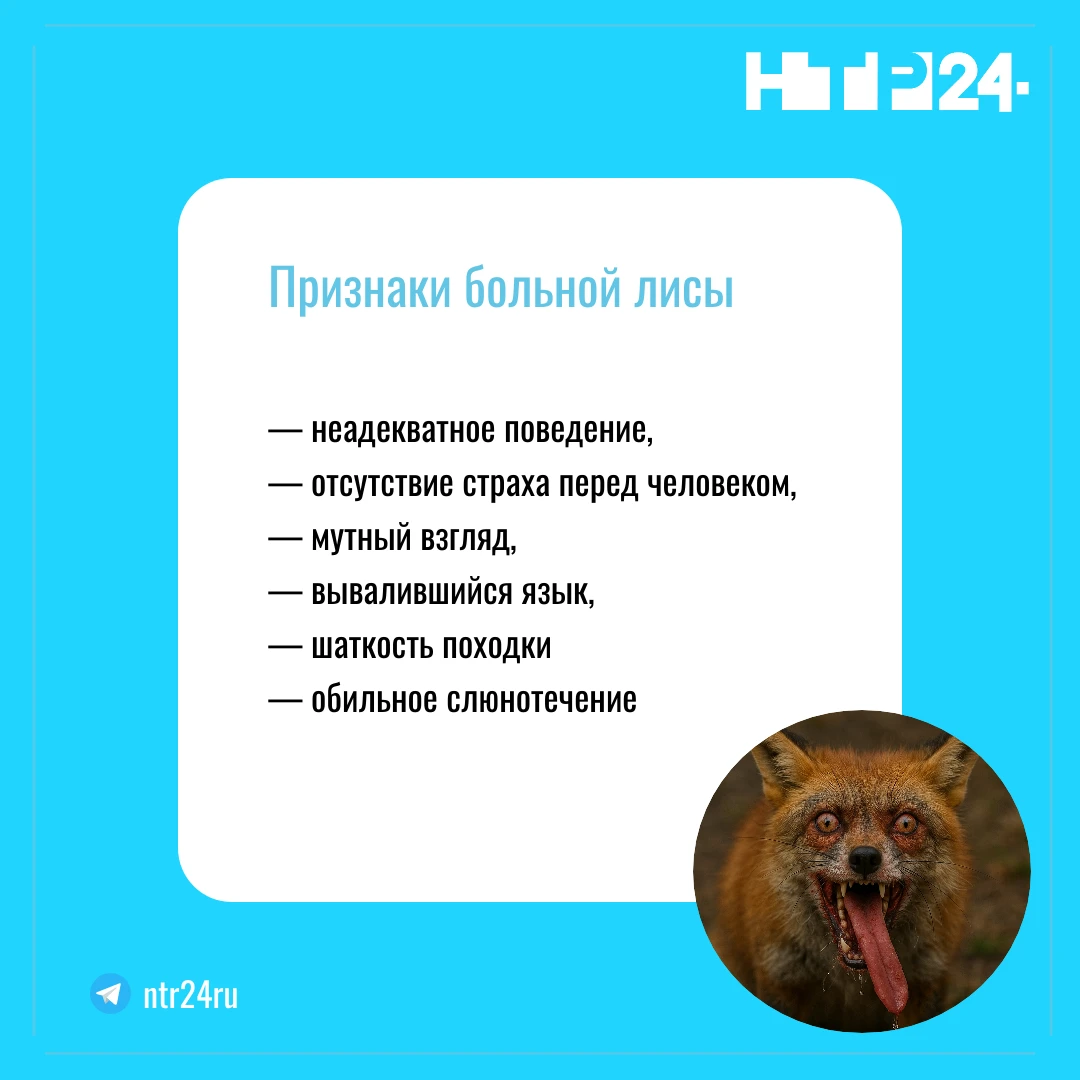 Признаки больной лисы: — неадекватное поведение,  — отсутствие страха перед человеком,  — мутный взгляд,  — вывалившийся язык,  — шаткость походки  — обильное слюнотечение