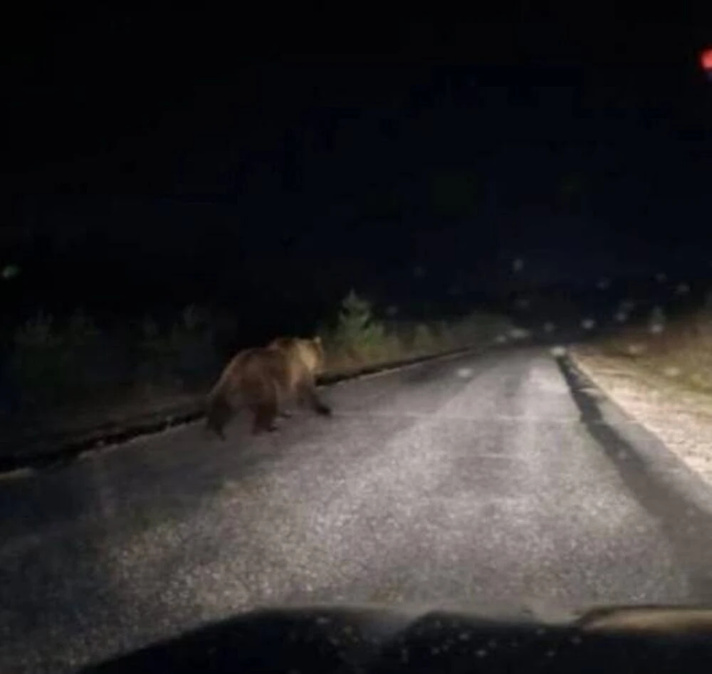 медведь вышел на дорогу в Татарстане