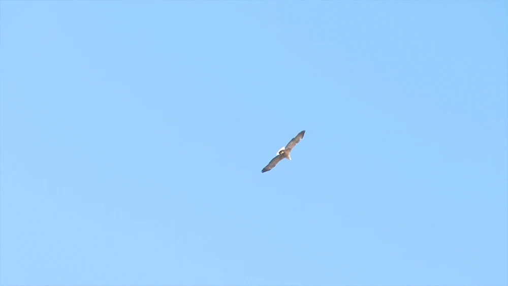 Птица в небе