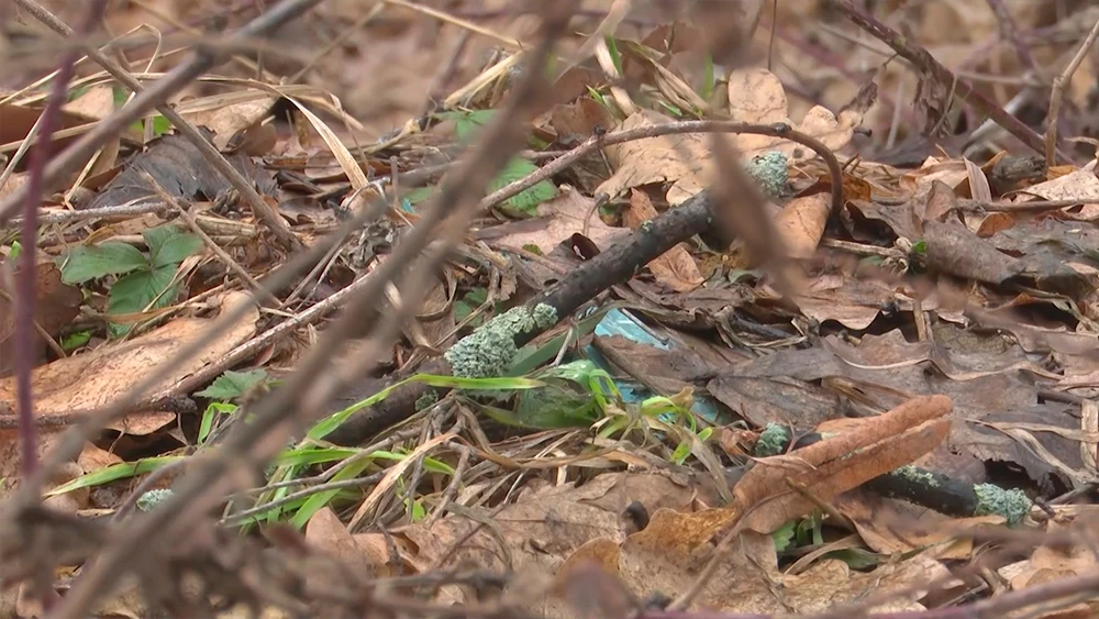 Осенние листья