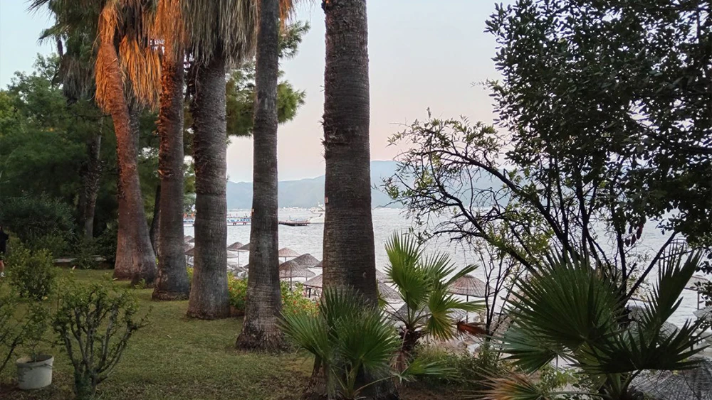 Пальмы и море