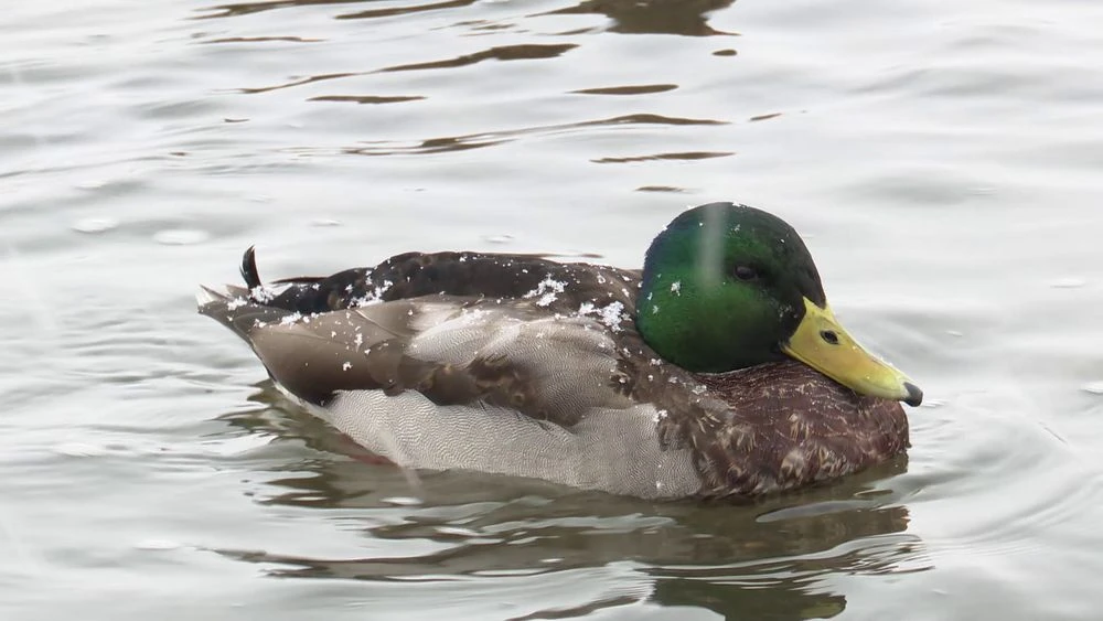 утка на озере покрытая снежинками