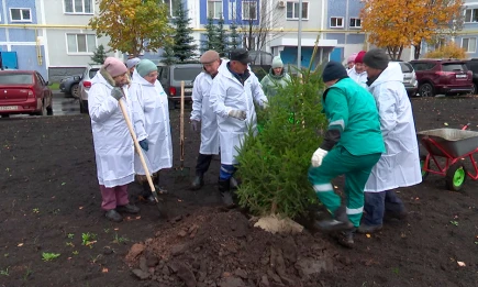 Жители Нижнекамска преобразили свой двор, высадив еловую рощу - НТР 24