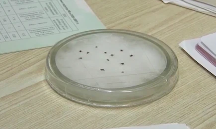 В Нижнекамске число укусов клещей снизилось на 10% за сезон - НТР 24