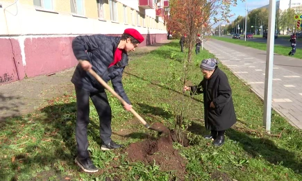 В Нижнекамске блокадница инициировала посадку рябин во дворе дома - НТР 24