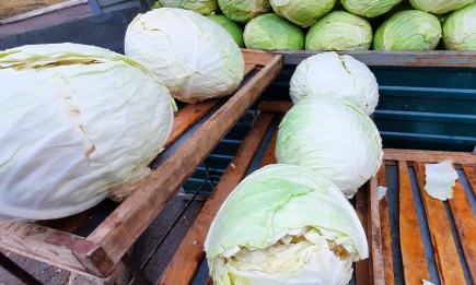 Квашеная капуста и кефир: врач назвал лучшие продукты для осени - НТР 24