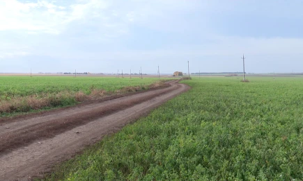 Нижнекамские аграрии собрали 72 тысячи тонн зерна в 2025 году - НТР 24