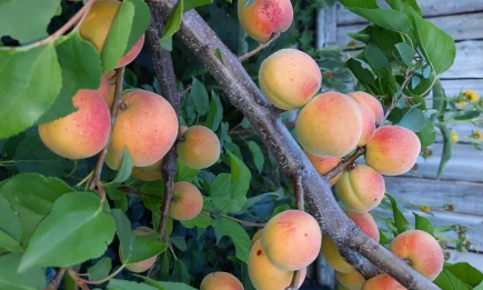 Врач предупредила об опасности косточек абрикоса - НТР 24