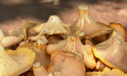 Биолог предупредил о скрытых опасностях употребления съедобных грибов - НТР 24