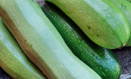 Топ-5 необычных блюд из кабачков: от азиатской закуски до шоколадного пирога - НТР 24