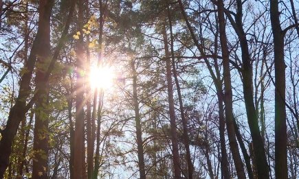 Магнитные бури и полярные сияния ожидаются на Земле - НТР 24