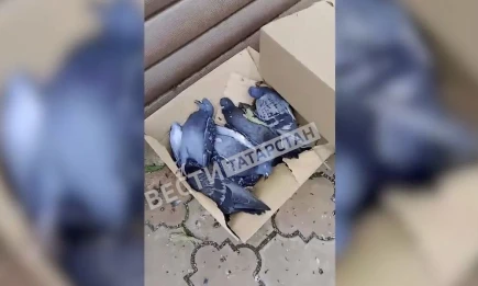 В Бугульме погибли голуби и редкие птицы - НТР 24