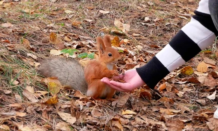 Нижнекамцев приглашают обсудить будущее парка «Сююмбике» - НТР 24