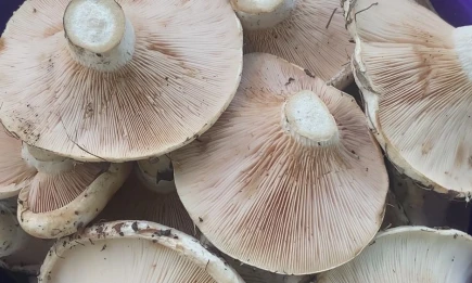 Эндокринолог предупредила о вреде чрезмерного поедания грибов - НТР 24