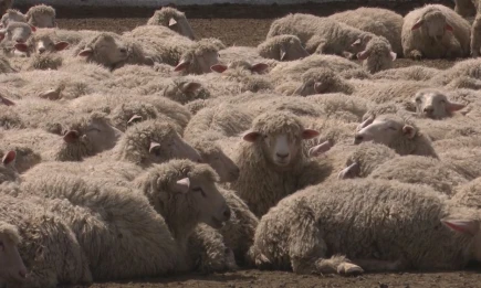 Медведь растерзал овец в одном из сёл Татарстана - НТР 24
