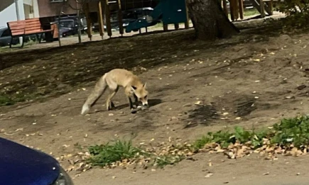 В Нижнекамске участились встречи с лисами: животные появились во дворах - НТР 24