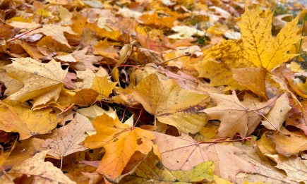 Опасно для здоровья: биолог предупредила об угрозе осенних фотосессий в листве - НТР 24