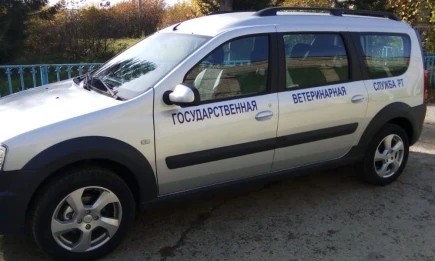 В Елабуге нашли мёртвую бешеную лису — в городе введён карантин - НТР 24