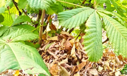 Если б листья знать могли, сколько лёту до земли… - НТР 24