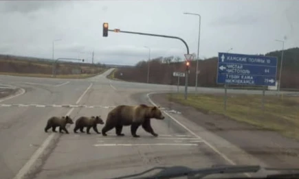 Нейросеть обманула нижнекамцев: фейковое фото медведей распространилось по чатам - НТР 24