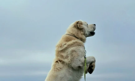 Минниханов опубликовал фото алабая Акдуса, готовящегося к длинной рабочей неделе - НТР 24