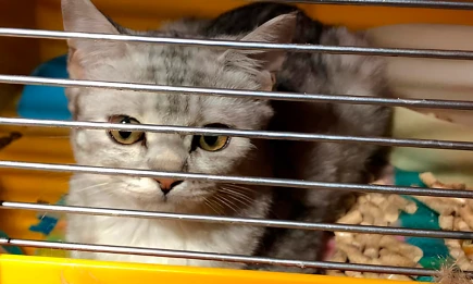 В Госдуме предложили ограничить количество собак и кошек в квартирах - НТР 24