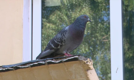 Татарстан вошел в топ-10 регионов Евразии по активности в учете перелетных птиц - НТР 24