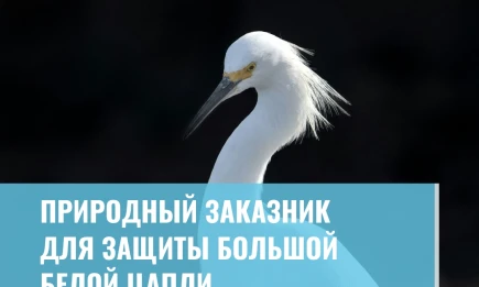 Природный заказник для защиты большой белой цапли - НТР 24