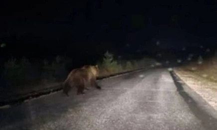 Опасное животное сфотографировали неподалёку от Казани - НТР 24