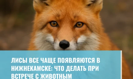 Лисы все чаще появляются в Нижнекамске: что делать при встрече с животным - НТР 24