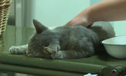 Врач предупредила об опасности отсыпаться на выходных после недосыпа в будни - НТР 24