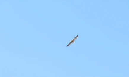 В Татарстане впервые за полвека родились два птенца сокола-балобана - НТР 24