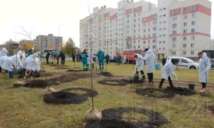 СИБУР высадил 152 липы вдоль улицы 30 лет Победы в Нижнекамске - НТР 24