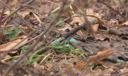 Почти 13 тысяч жителей Татарстана пострадали от укусов клещей в 2025 году - НТР 24