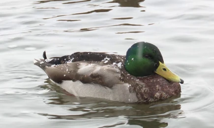 Остались считанные дни: стало известно, когда в Татарстане выпадет снег - НТР 24