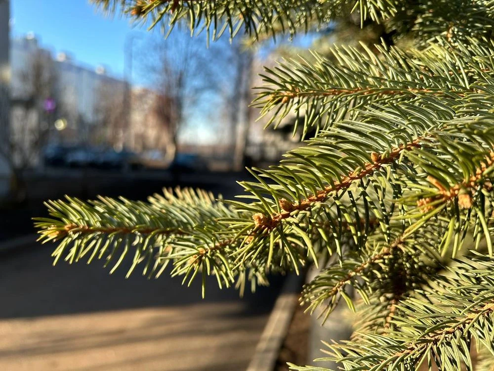 еловая ветка