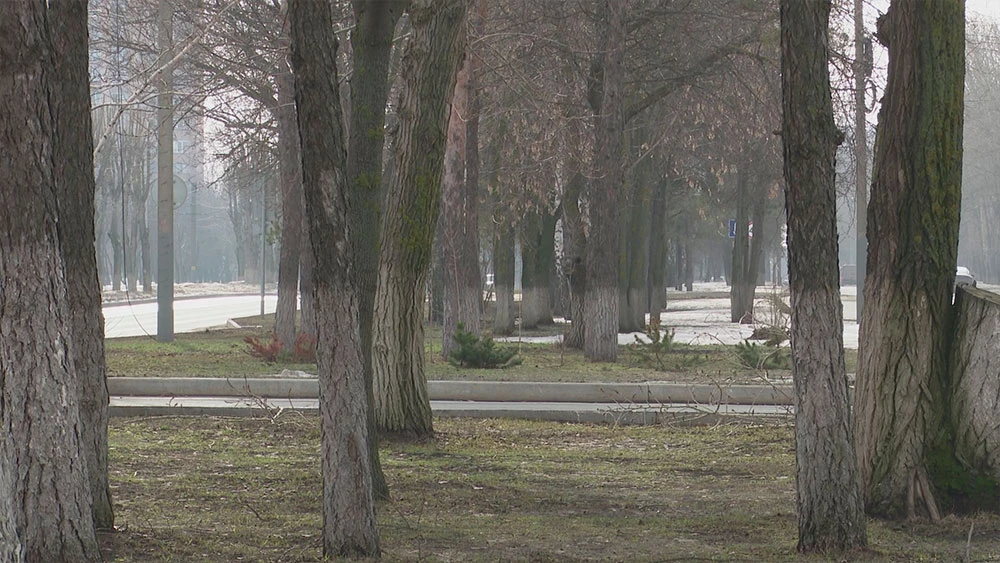 Деревья в парке в Нижнекамске