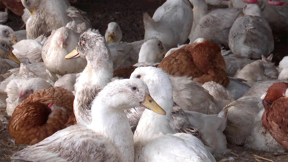 Птицы на ферме