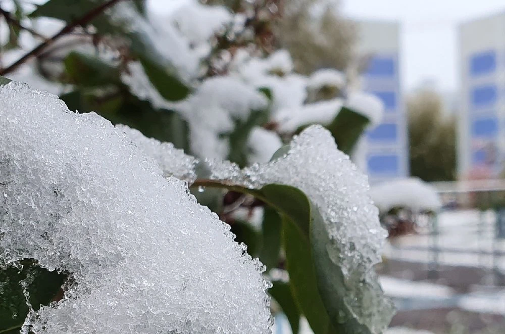 мокрый снег на листьях
