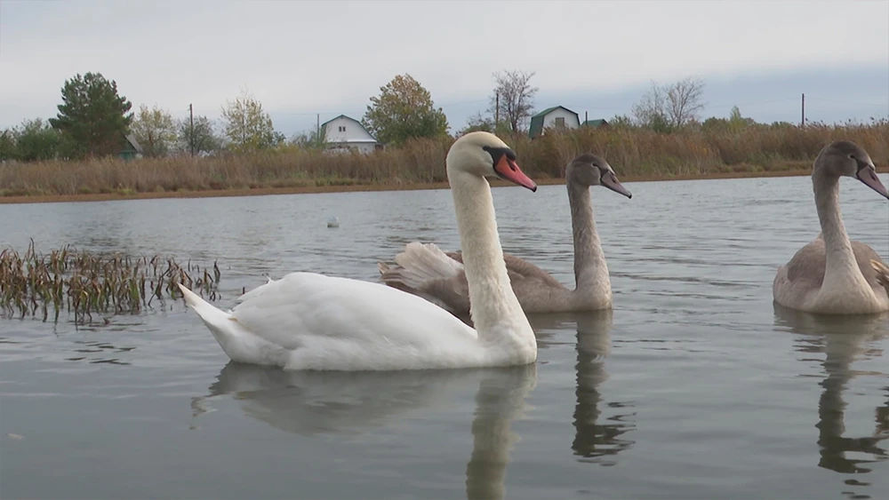 Лебеди на озере под Нижнекамском