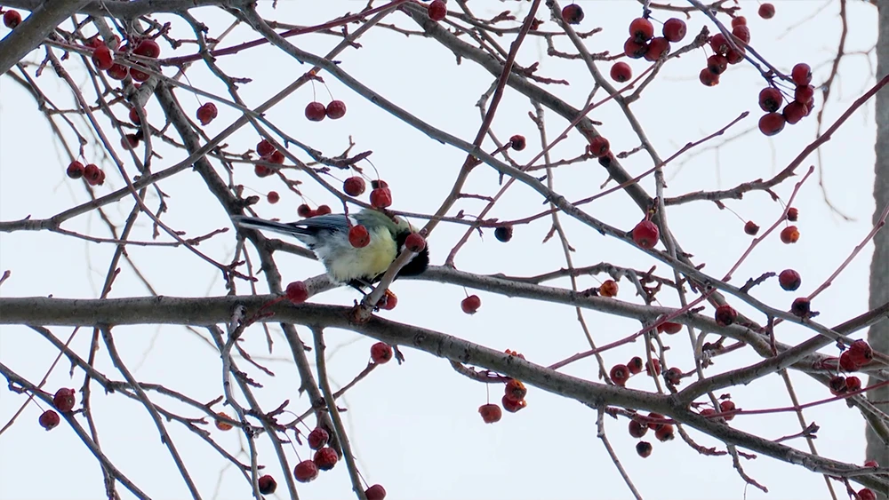 Синичка на ветках рябины зимой