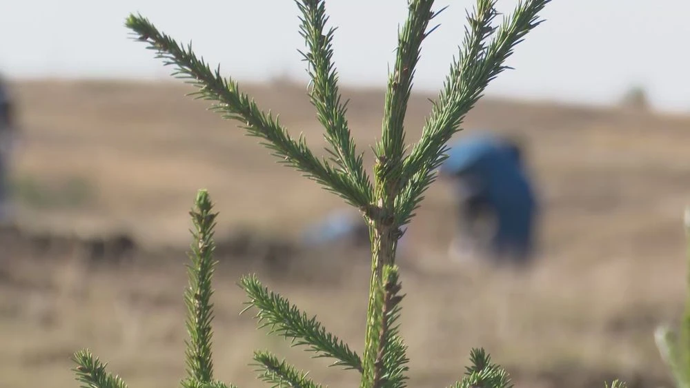 саженец ели