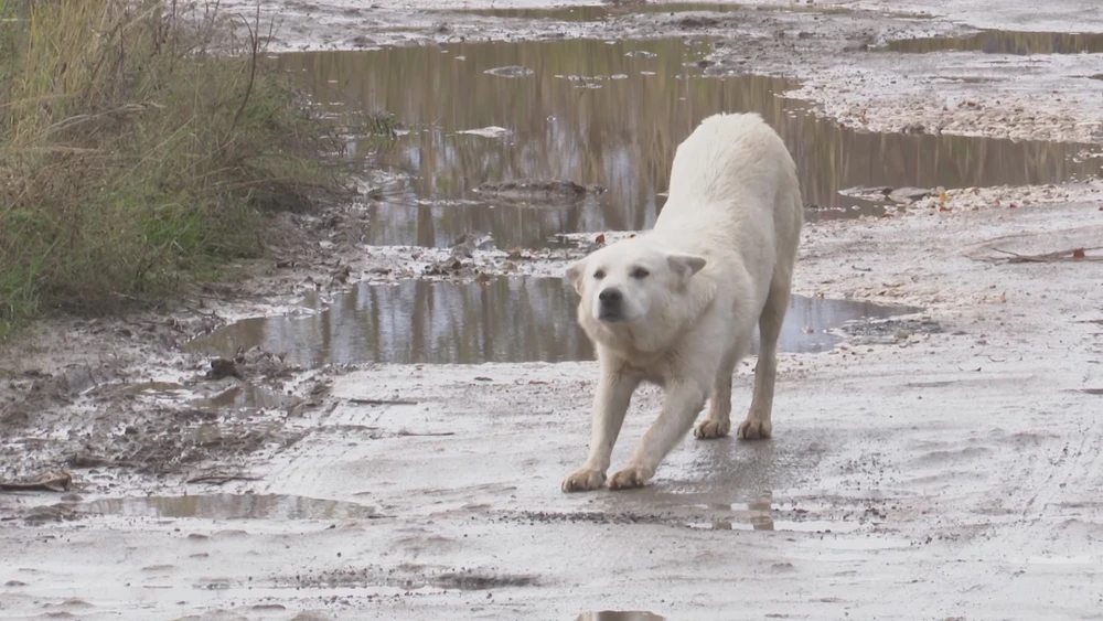 Собака и лужи