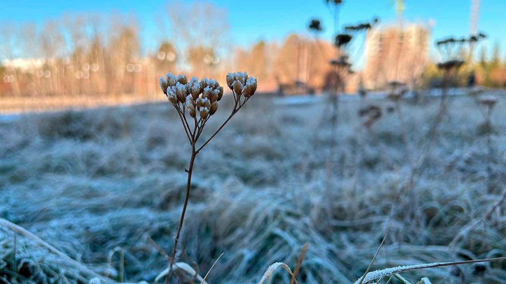 Иней на траве