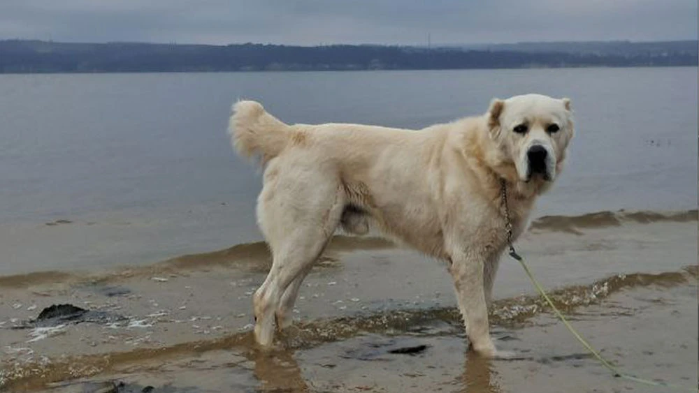 Алабай Акдус раиса Татарстана Рустама Минниханова