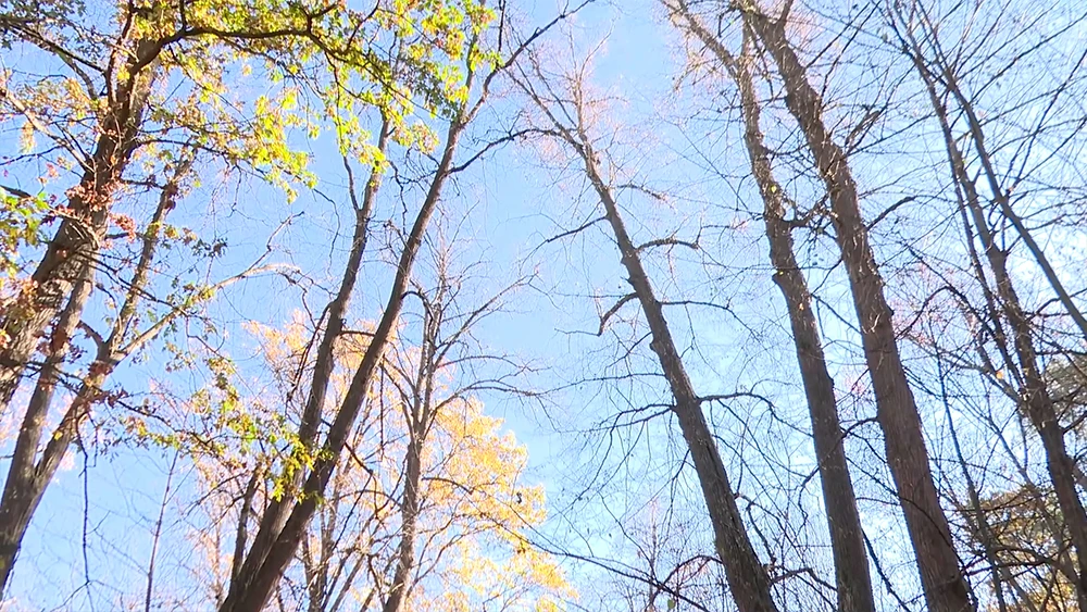 Деревья на фоне голубого неба