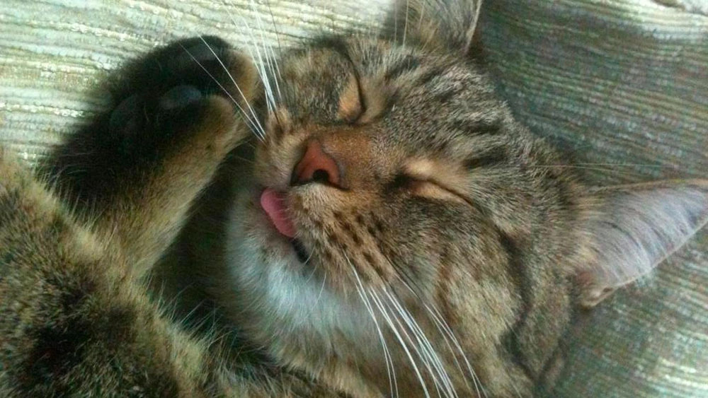 Спящий кот
