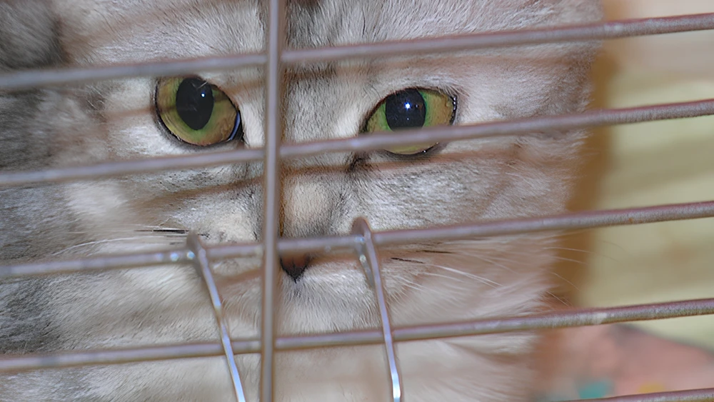 Кот в переноске