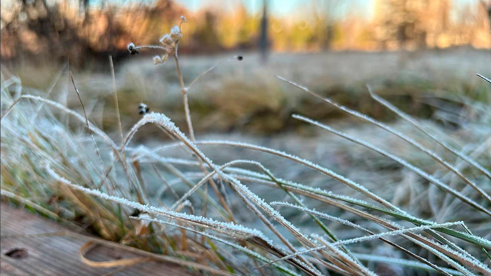 Иней на траве осенью