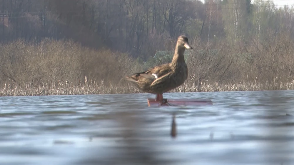 Утка на озере под Нижнекамском